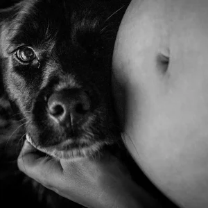 Pet cachorro encostado na barriga de uma mulher grávida, aguardando a chegada do bebê